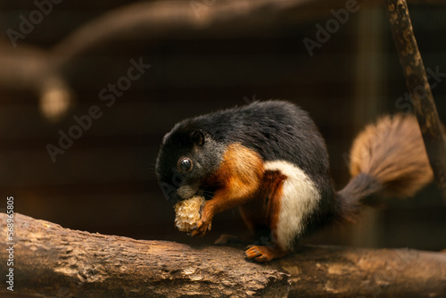 Prevost's squirrel eating photo