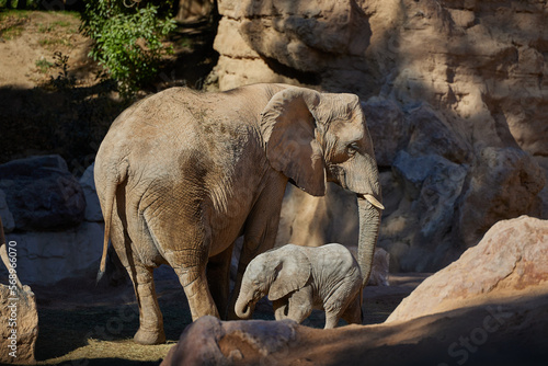 Elephant mum and baby elephant walk. Sweet elephant family