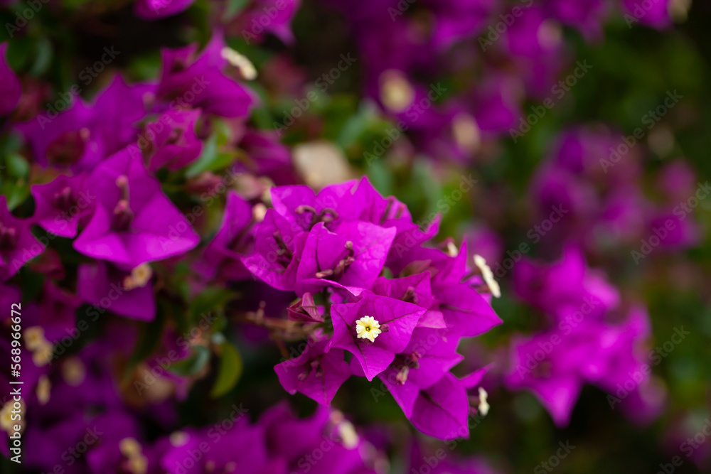Ornamental plant with purple flowers Bougainvillea closeup in garden