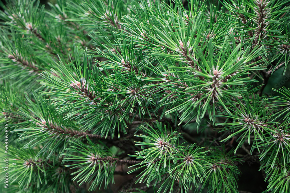 Pine tree, closeup, soft focus