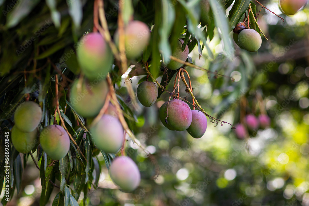 Ripe Mango Fruit growth bunch Tree in Jungle nature in Costa Rica Stock