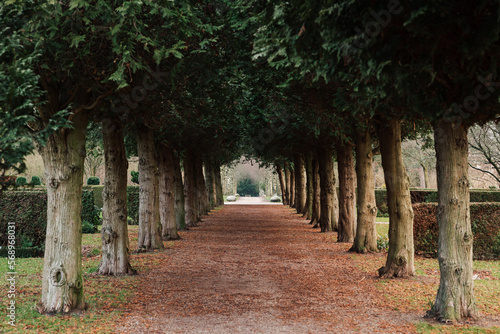Horizontal shot of a tree alley way in a cementery, Bispebjerg Kirkegaarden in Copenhagen, Denmark