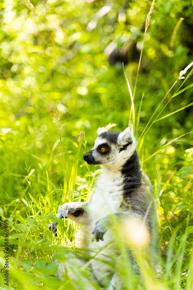 ring tailed lemur sitting on the grass