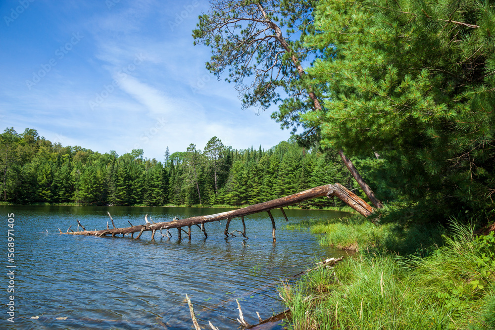 Small trout lake in northern Minnesota with a fallen tree in the water on a summer day Small trout lake in northern Minnesota with a fallen tree in the water on a summer day