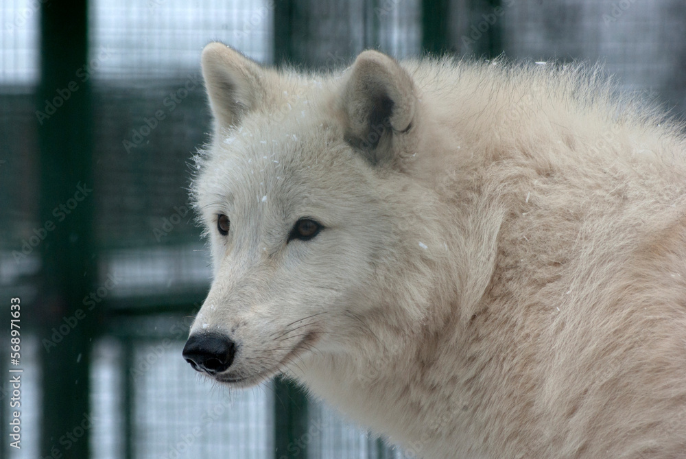 Polar wolf.(Canis lupus albus).the horizontal. Polar wolf.(Canis lupus albus).the horizontal.