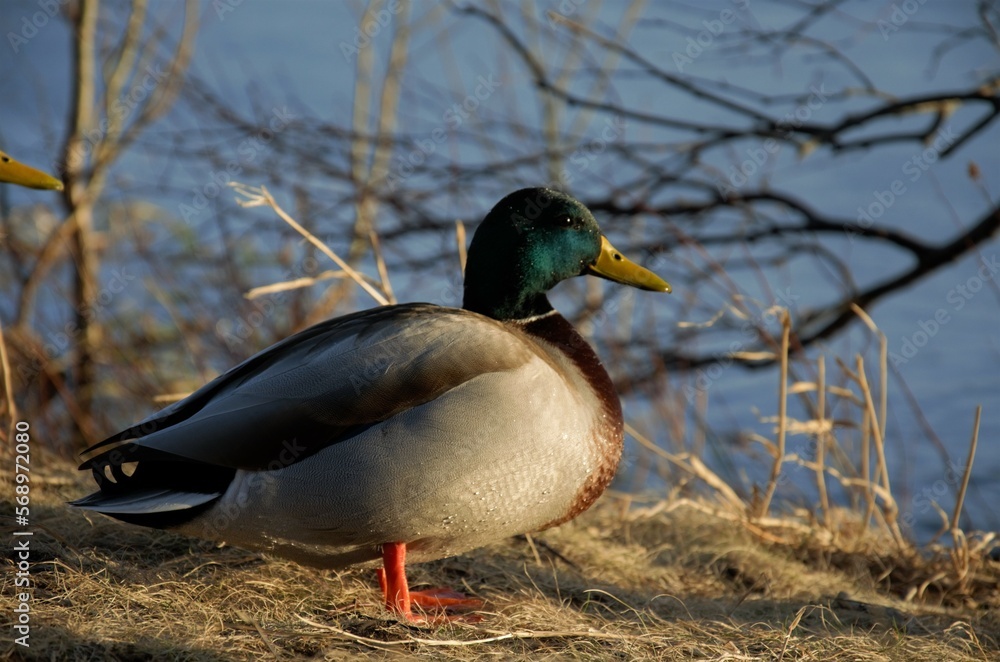 duck on the shore duck on the shore