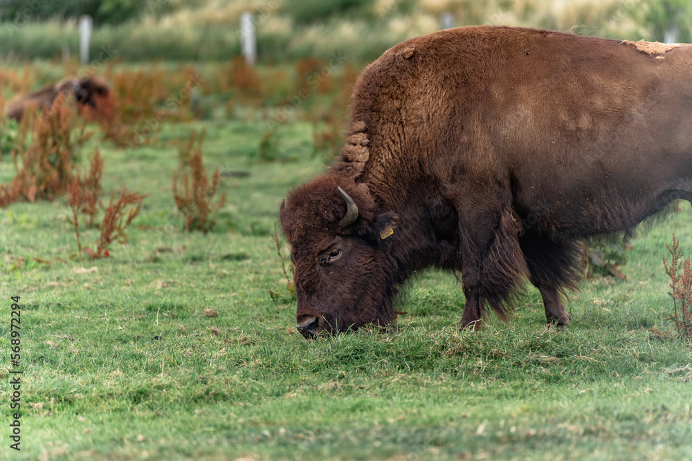 american bison american bison