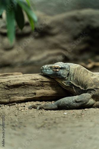 iguana on a rock © Christoffer