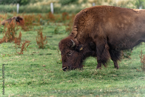 american bison