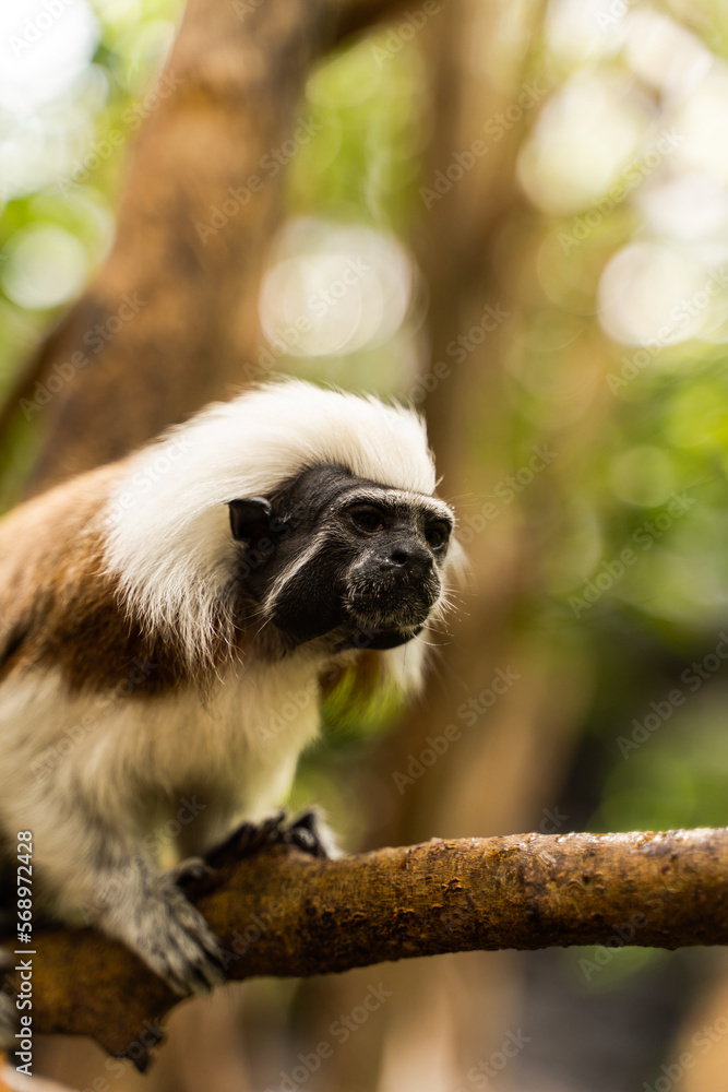 Closeup of a cottontop tamarin Closeup of a cottontop tamarin