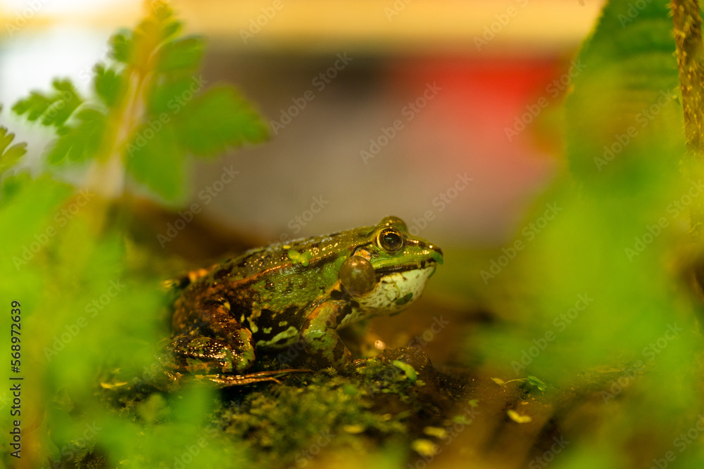 Fototapeta premium Frog on the ground