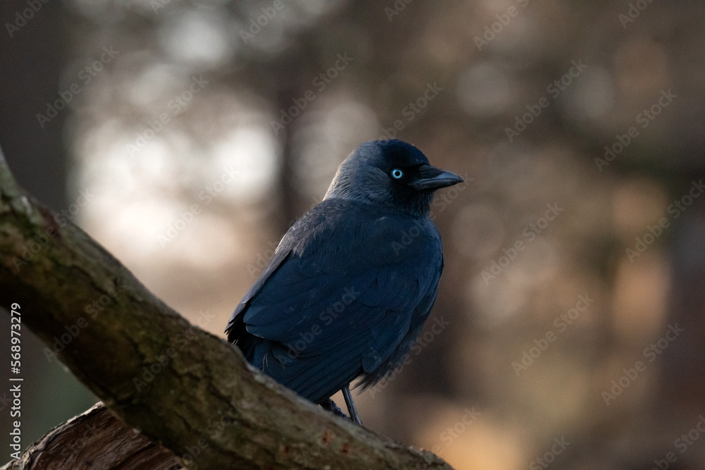 Fototapeta premium Jackdaw on a branch in Richmond Park