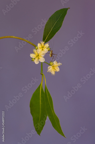 Grasshopper climbing up Brush Box flowers photo