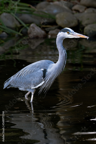 Grey heron in the Thames
