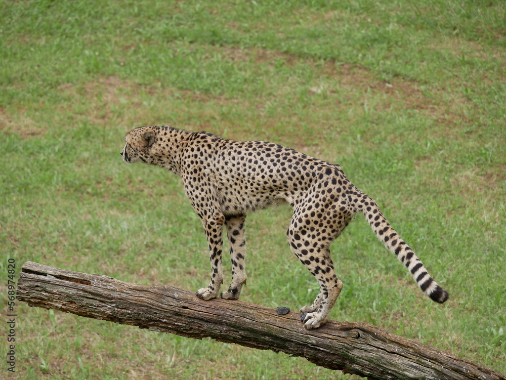 Fototapeta premium Mamíferos