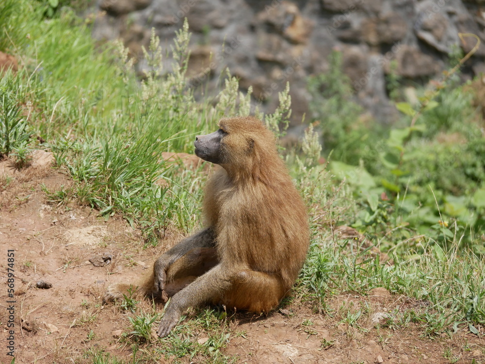 Fototapeta premium Mamíferos