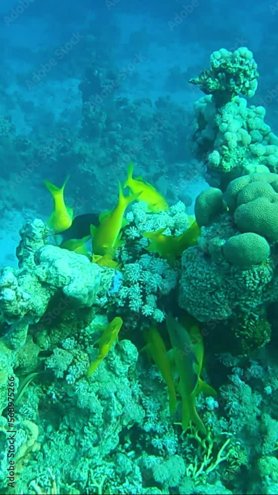 VERTICAL VIDEO, School of yellow Goatfish swims on coral reef. Goldspotted Goatfish (Parupeneus cyclostomus), Slow motiom VERTICAL VIDEO, School of yellow Goatfish swims on coral reef. Goldspotted Goatfish (Parupeneus cyclostomus), Slow motiom