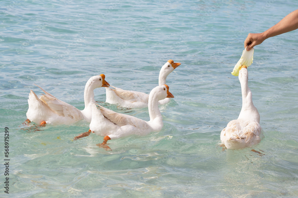 Tourist feeding geese in the sea. Tien beach, Koh Larn Pattaya, Thailand