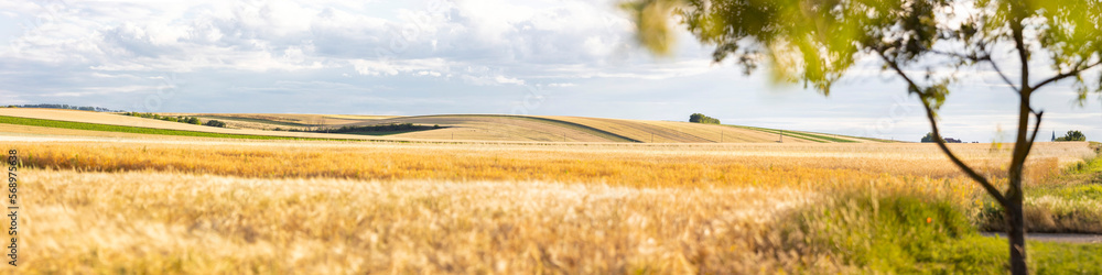 panorama corn field ready to harvest