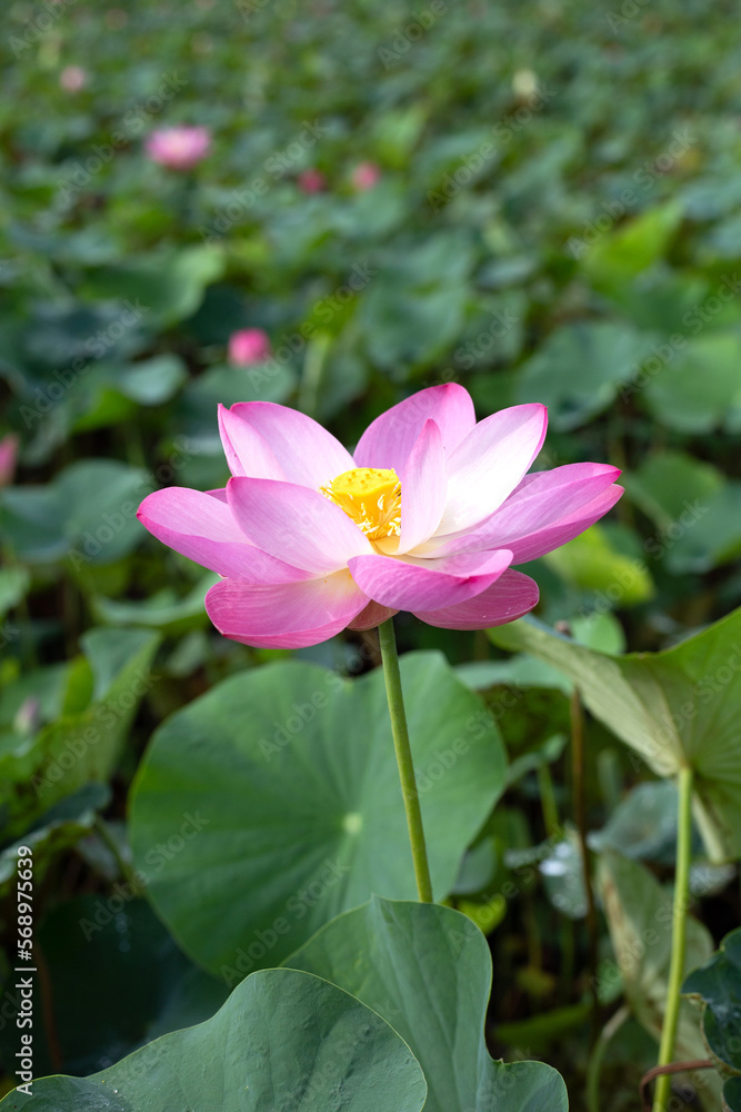 Fototapeta premium Beautiful blooming pink lotus flower with green leaves