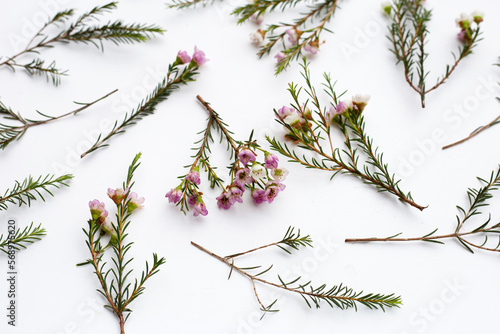 Pink white waxflower on white background. photo