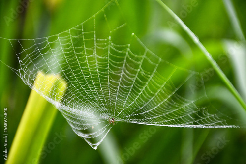 San Luis de Pambil Spider