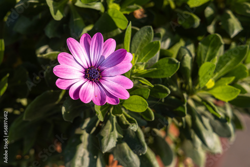 Red osteospermum flower is in a autumn garden