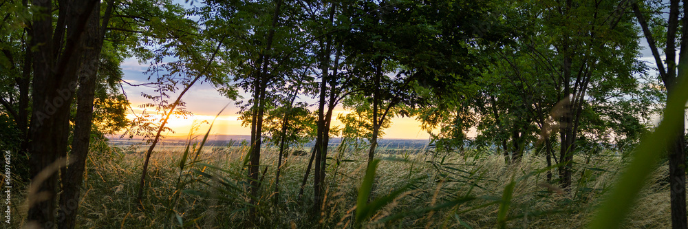 sundown in forrest with light grass during summer and rain