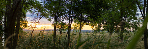 sundown in forrest with light grass during summer and rain