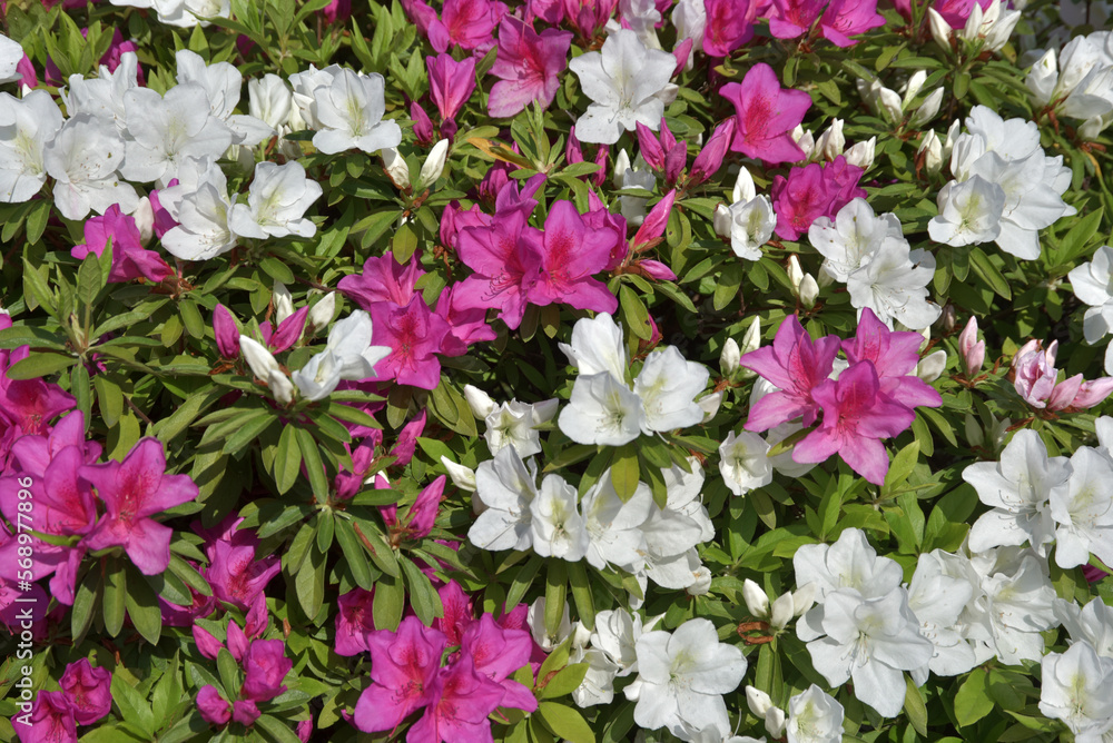 ツツジの花 花模様 ツツジの花 花模様
