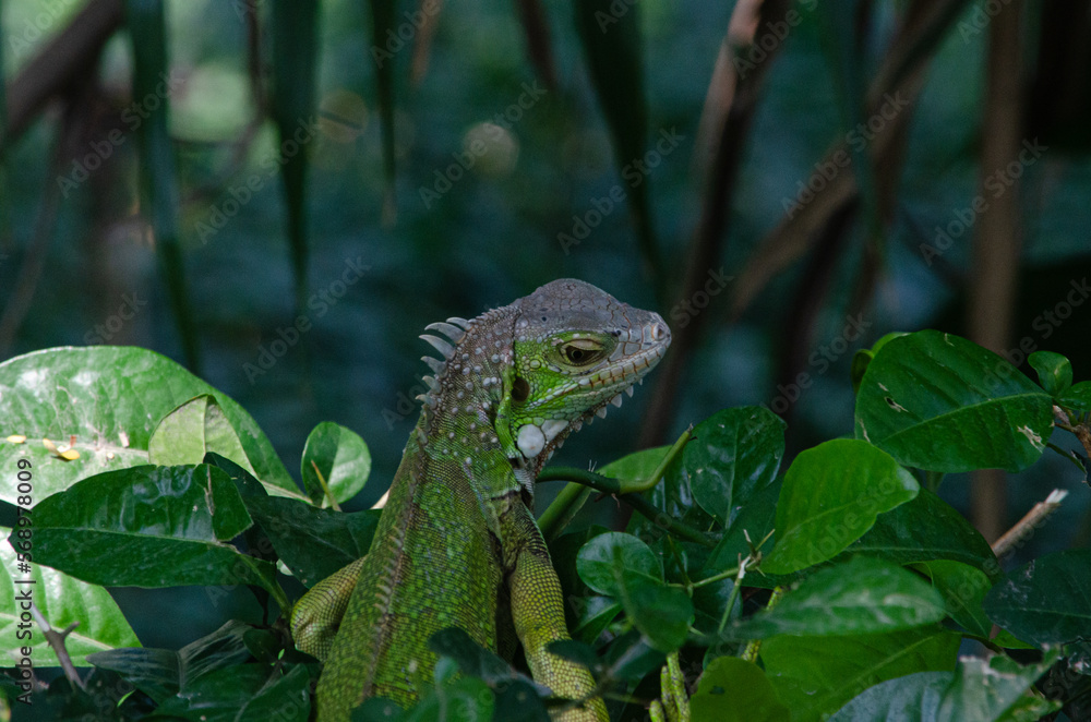 Obraz premium Iguana, reptile