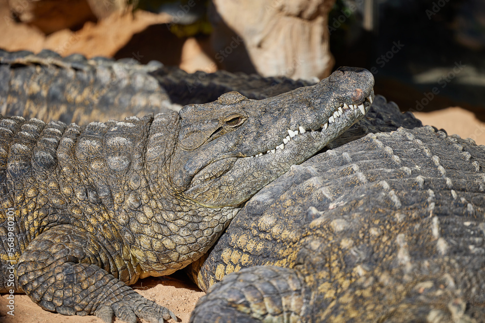 close up face of sleeping crocodile on land close up face of sleeping crocodile on land
