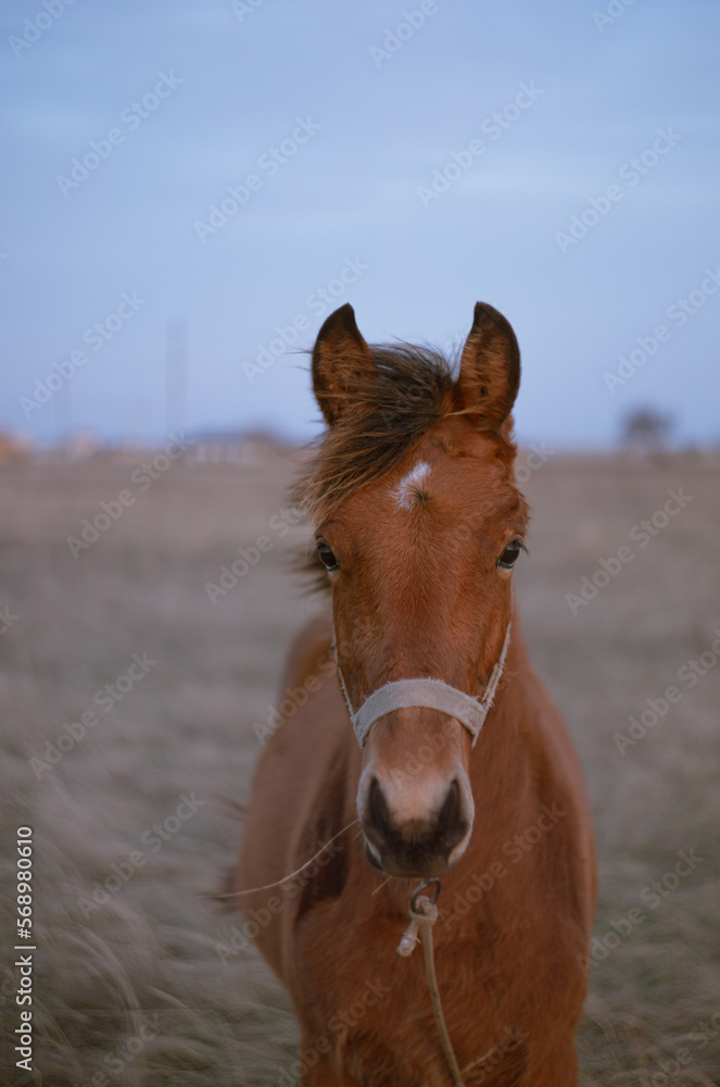 foal in the pasture foal in the pasture