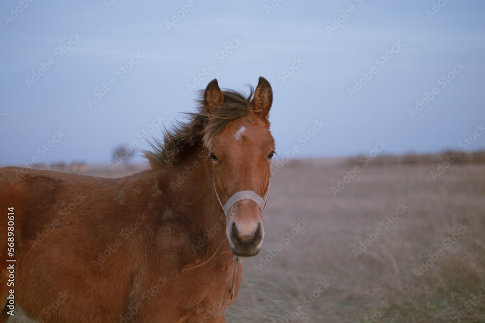 foal in the pasture