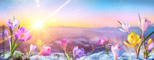 Spring Flowers - Crocus Blossoms On Melt Snow With Defocused Sunlight - The E...