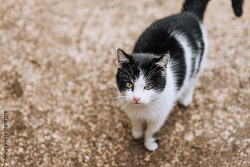 Fototapeta Naklejka Na Ścianę i Meble -  A beautiful black and white young fluffy stray cat walks along the street, outdoors in nature. Animal photography, portrait.