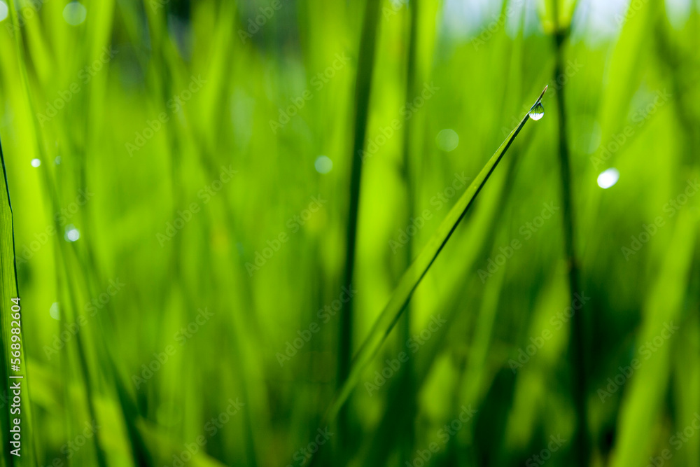 Fototapeta premium Dew drop on green grass nature background