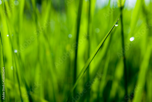 Dew drop on green grass nature background