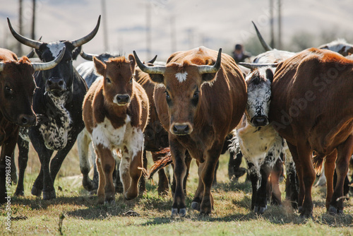 longhorn cattle  photo