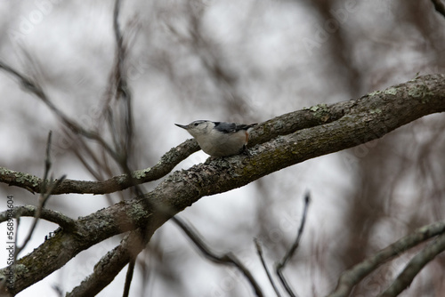 Winter Sparrow