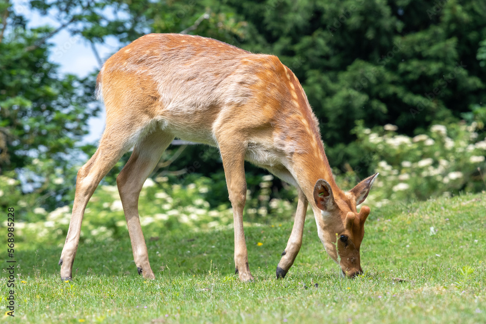 Close up of a barasingha (rucervus duvaucelii) deer grazing Close up of a barasingha (rucervus duvaucelii) deer grazing