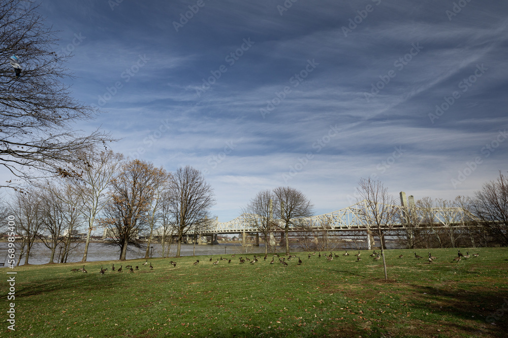 A group of geese on the large lawn at the waterfront park in Louisville, KY. A group of geese on the large lawn at the waterfront park in Louisville, KY.