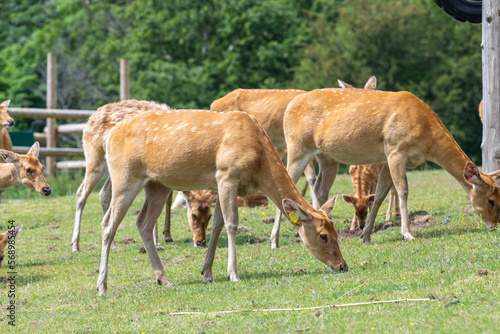 Fototapeta Naklejka Na Ścianę i Meble -  A herd of barasingha (rucervus duvaucelii) deer grazing