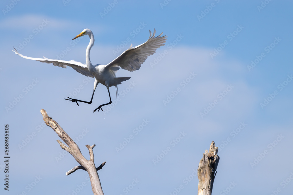 A great egret fully spreads its wings as it makes a landing on a dead tree branch. Details of its talons and feathers can be seen A great egret fully spreads its wings as it makes a landing on a dead tree branch. Details of its talons and feathers can be seen