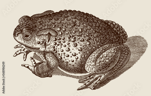 Common toad bufo in top view sitting on the ground, after antique copperplate from 18th century