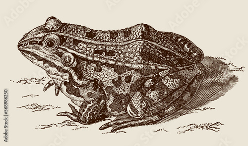 Edible frog pelophylax esculentus sitting on the ground, after antique copperplate from 18th century