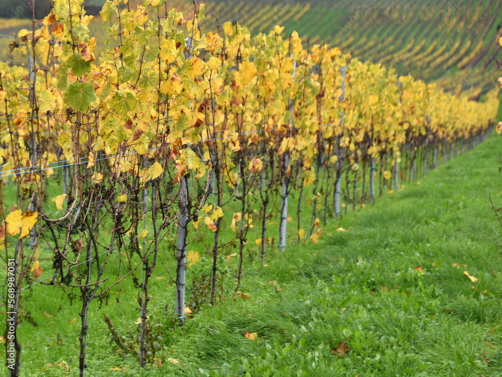 Herbstlicher Weinberg mit langer Rebstockreihe 