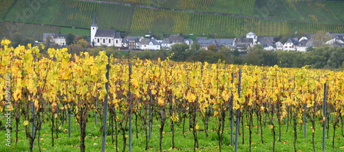 Herbstlicher Weinberg an der Mosel