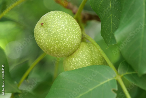 Canvastavla Green unripe Circassian walnut or Juglans regia