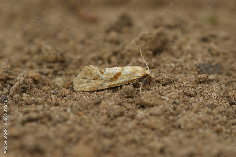 Closeup on a small colorful Smeathmann's micro tortrix moth, Aethes smeathmanniana sitting on wood